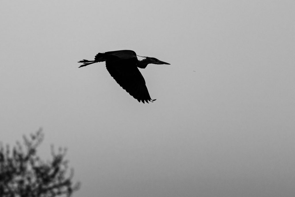 Un oiseau en plein vol qui symbolise la formation en photographie.