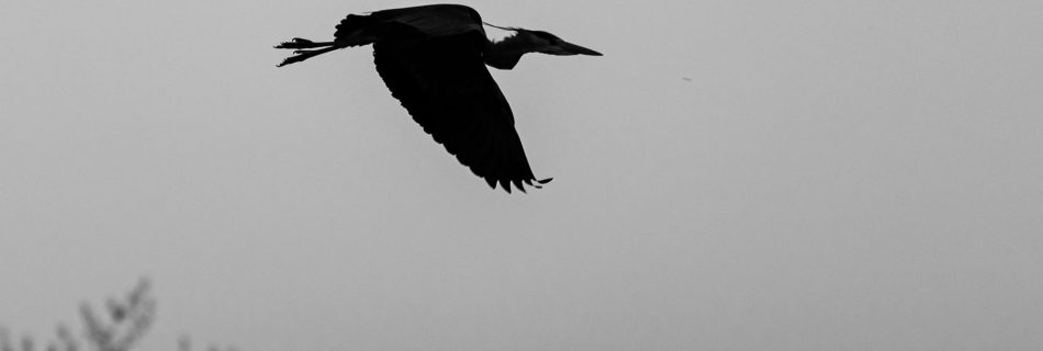 Un oiseau en plein vol qui symbolise la formation en photographie.
